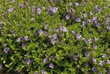 Dyschoriste oblongifolia | Twinflower | Florida Native Wildflower - Paradise Found Nursery