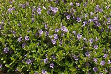 Dyschoriste oblongifolia | Twinflower | Florida Native Wildflower - Paradise Found Nursery