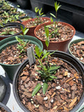 Dyschoriste oblongifolia | Twinflower | Florida Native Wildflower - Paradise Found Nursery