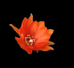 Echinopsis chamaecereus (Peanut Cactus) Dwarf ‘Gummy Worms’ - Paradise Found Nursery
