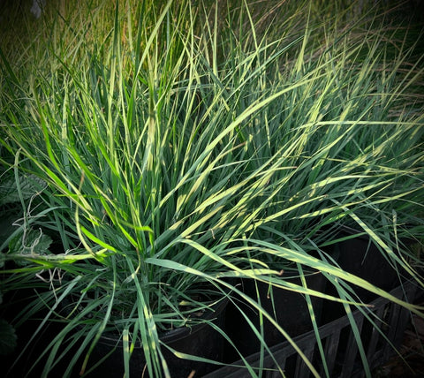 Elliot's Lovegrass | Florida Native Bluegrass | Eragrostis elliottii - Paradise Found Nursery