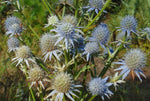 Eryngium aquaticum