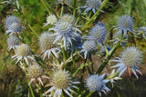 Eryngium aquaticum