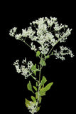 Mohr's Thoroughwort Eupatorium Florida native wildflower