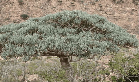 Euphorbia arbuscula Rare Socotra Coralliform Euphorbia - Paradise Found Nursery