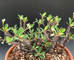Euphorbia bulbispina Rare Madagascar Dwarf Euphorbia - Paradise Found Nursery