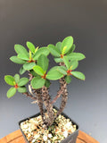 Euphorbia bulbispina Rare Madagascar Dwarf Euphorbia - Paradise Found Nursery