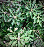 Euphorbia capsaintemariensis Madagascar Dwarf Caudex Plant Endangered Species - Paradise Found Nursery