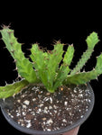 Euphorbia clavigera 4” Rooted Cuttings Will Form Caudex - Paradise Found Nursery