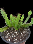 Euphorbia clavigera Specimen From Cutting - Paradise Found Nursery