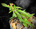 Euphorbia croizatii x tuberifera Regular Form - Paradise Found Nursery