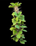 Euphorbia didieroides Rare Madagascar Succulent Spiny Forest - Paradise Found Nursery