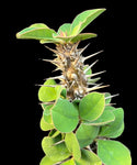 Euphorbia didieroides Rare Madagascar Succulent Spiny Forest - Paradise Found Nursery