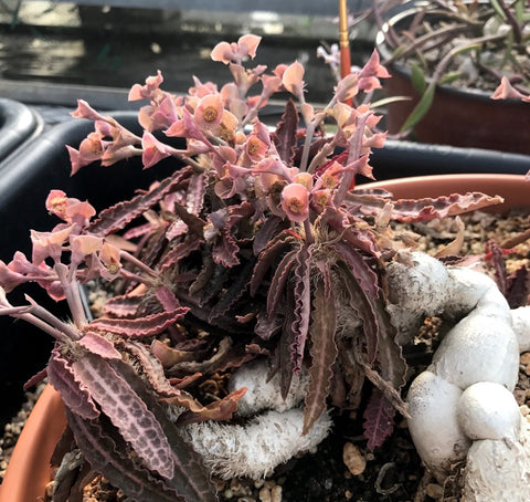Euphorbia francoisii ssp crassicaulis f. rubra 6” pot - Paradise Found Nursery