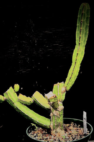 Euphorbia heterochroma Large Plants - Paradise Found Nursery