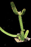 Euphorbia heterochroma Large Plants - Paradise Found Nursery