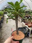 Euphorbia horombense Large Branching Plants - Paradise Found Nursery