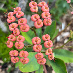 Euphorbia horombensis 4" pots Madagascar Spiny Forest - Paradise Found Nursery