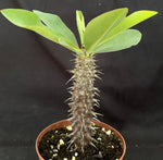 Euphorbia horombensis 4" pots Madagascar Spiny Forest - Paradise Found Nursery