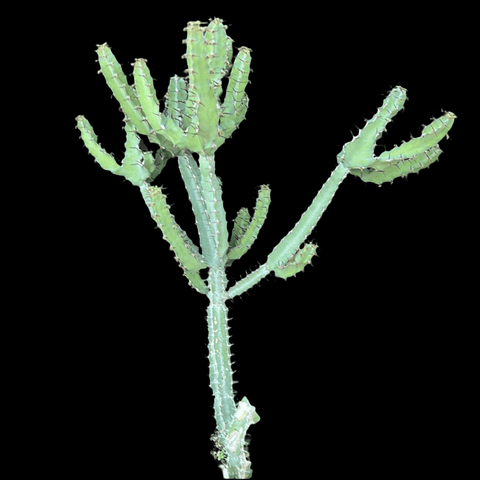 Euphorbia keithii Large Specimen African Succulent Spurge - Paradise Found Nursery
