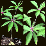 Euphorbia mahabobokensis Rare Madagascar Caudex Plant | Rare - Paradise Found Nursery