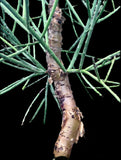 Euphorbia plagiantha - Paradise Found Nursery