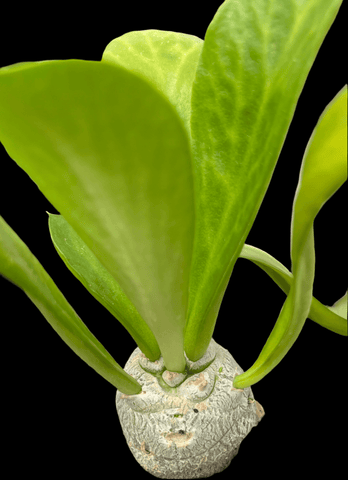 Euphorbia poissonii Rare Seed Grown Larger Size 5” pots - Paradise Found Nursery