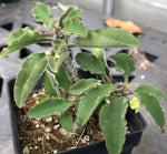 Euphorbia razafindratsirae Rare Madagascar Geophyte Caudex Plant - Paradise Found Nursery