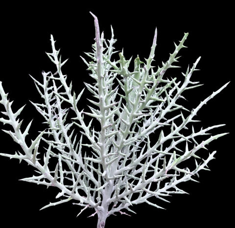 Euphorbia stenoclada ssp stenoclada | Silver Thicket | Exact Plant Shown - Paradise Found Nursery