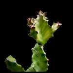 Euphorbia tortilis 5 inch Spiral Succulent Plant - Paradise Found Nursery