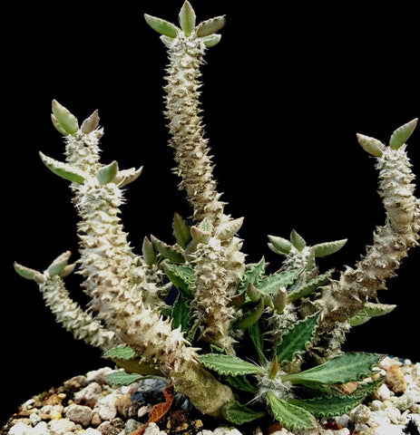 Euphorbia tulearensis Rare Dwarf Madagascar Caudex Plant - Paradise Found Nursery