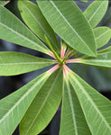 Euphorbia umbraculiformis 6” - Paradise Found Nursery