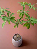 Euphorbia umbraculiformis 6” - Paradise Found Nursery