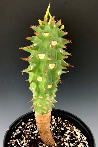 Euphorbia viguieri 4” Madagascar Spiny Shrub Succulent - Paradise Found Nursery