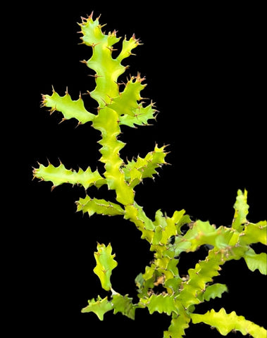 Euphorbia wakefieldii | Dwarf Shrub Euphorbia | Easy Grower - Paradise Found Nursery