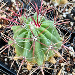 Ferocactus pilosus | Mexican Lime Cactus | Barrel Cactus - Paradise Found Nursery