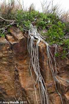 Ficus ilicina 2 Gallon Rare Rock Strangling Fig LARGE - Paradise Found Nursery