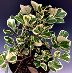Ficus triangularis Variegated - Paradise Found Nursery