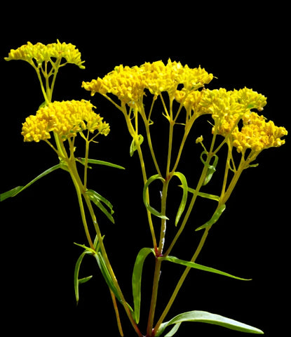 Narrowleaf Yellow Tops Flaveria linearis