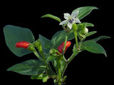 Florida Native Bird Pepper | Capsicum annuum var. glabriusculum | Florida Native Edible - Paradise Found Nursery