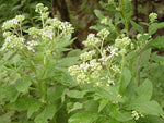 Verbesina virginica Florida Native Frostweed Wildflower