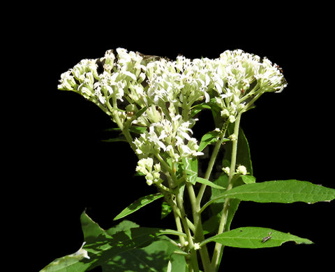 Verbesina virginica Florida Native Frostweed Wildflower