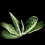 Gasteria brachyphylla 4” Pots Rare Hybrid Ox Tongue Succulent - Paradise Found Nursery