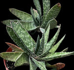 Gasteria brachyphylla | 4” Pots Rare Ox Tongue Succulent