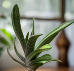 Gasteria Little Warty Ox Tongue Succulent Hybrid - Easy Plant Ox Tongue Succulent - Paradise Found Nursery