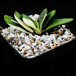 Gasteria Little Warty Variegated 4” Pot Ox Tongue Succulent - Paradise Found Nursery