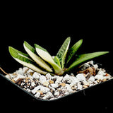 Gasteria Little Warty Variegated 4” Pot Ox Tongue Succulent - Paradise Found Nursery