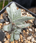 Gasteria Sakura Fuji | Rare Ox Tongue Succulent - Paradise Found Nursery