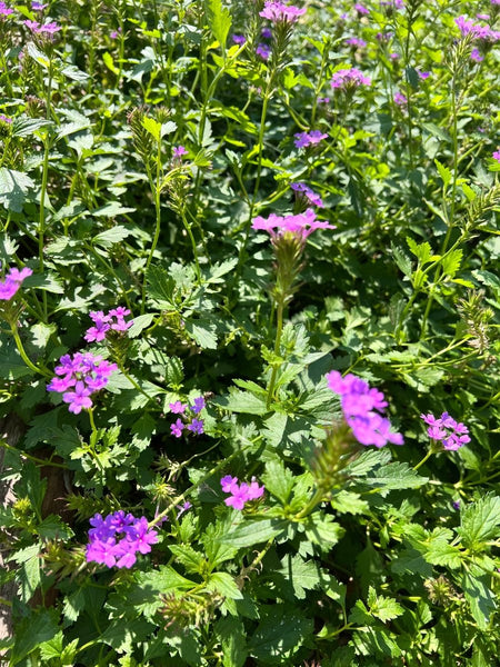 Glandularia maritima | Beach Verbena | Coastal Mock Purple Vervain | F ...