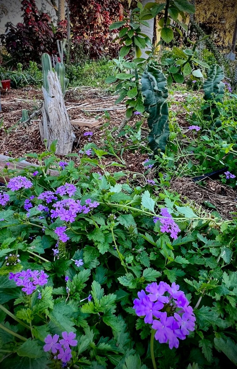 Glandularia maritima | Beach Verbena | Coastal Mock Purple Vervain | F ...